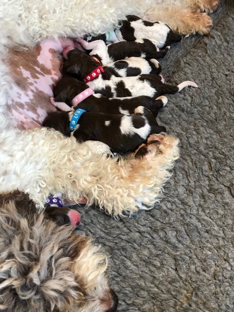 Des Truffes D'azur - Nos bébés sont nés! / Our babies are born!