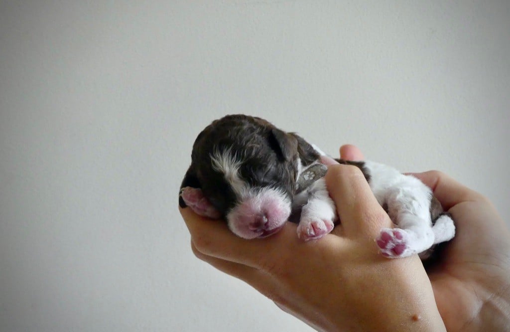 Des Truffes D'azur - Chiots disponibles - Lagotto Romagnolo