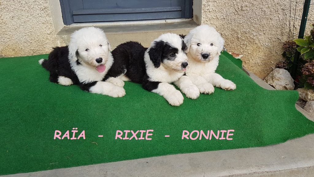 Chiot Bobtail des Sources Du Grand Breuil