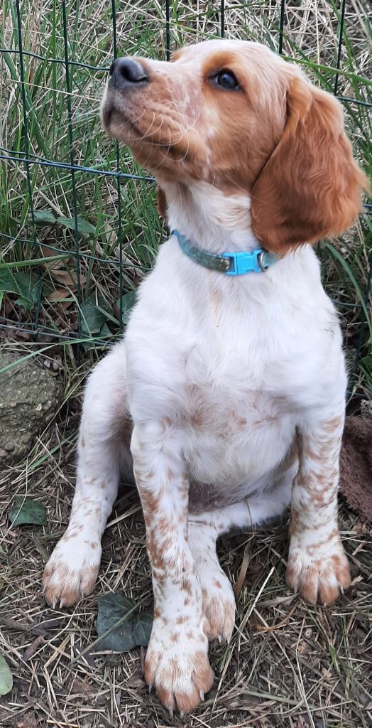 Easy Lover - Chiots disponibles - Epagneul Breton