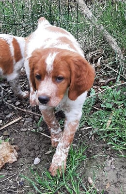 CHIOT col. vert foncé 