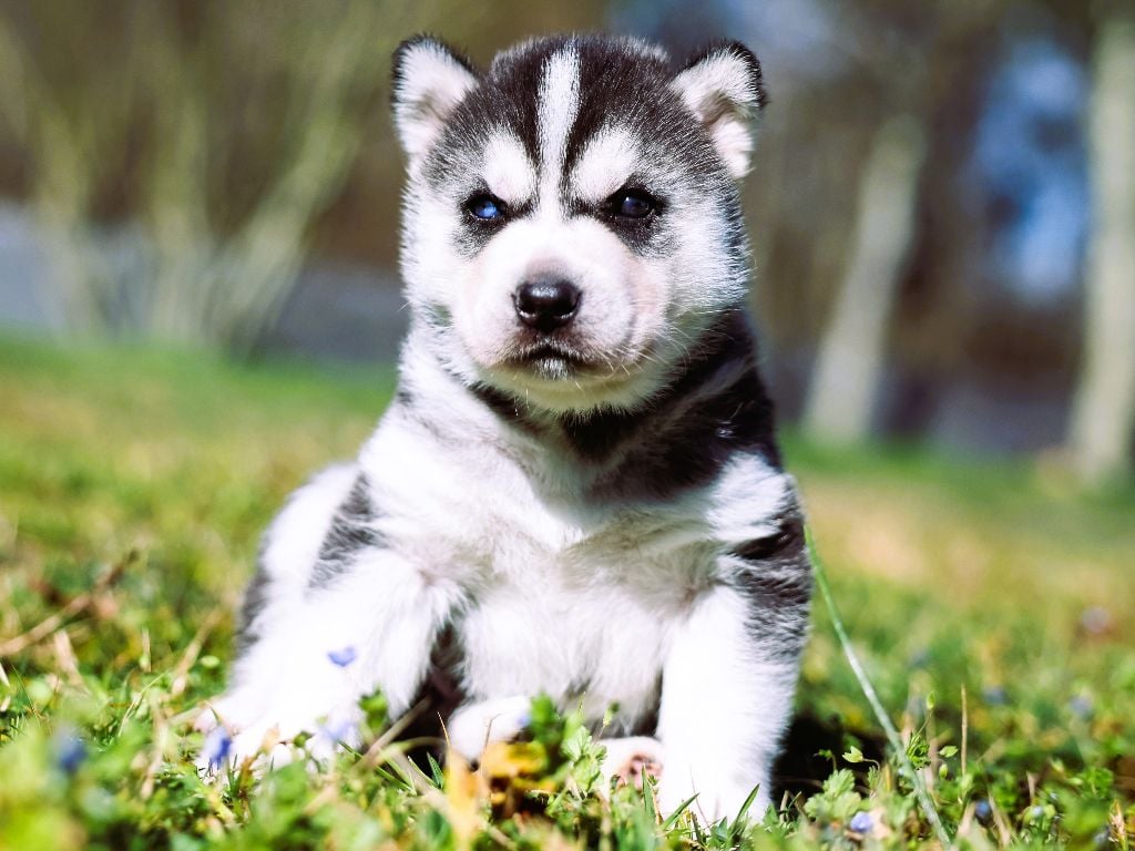 Alcateia Das Neves - Chiots disponibles - Siberian Husky