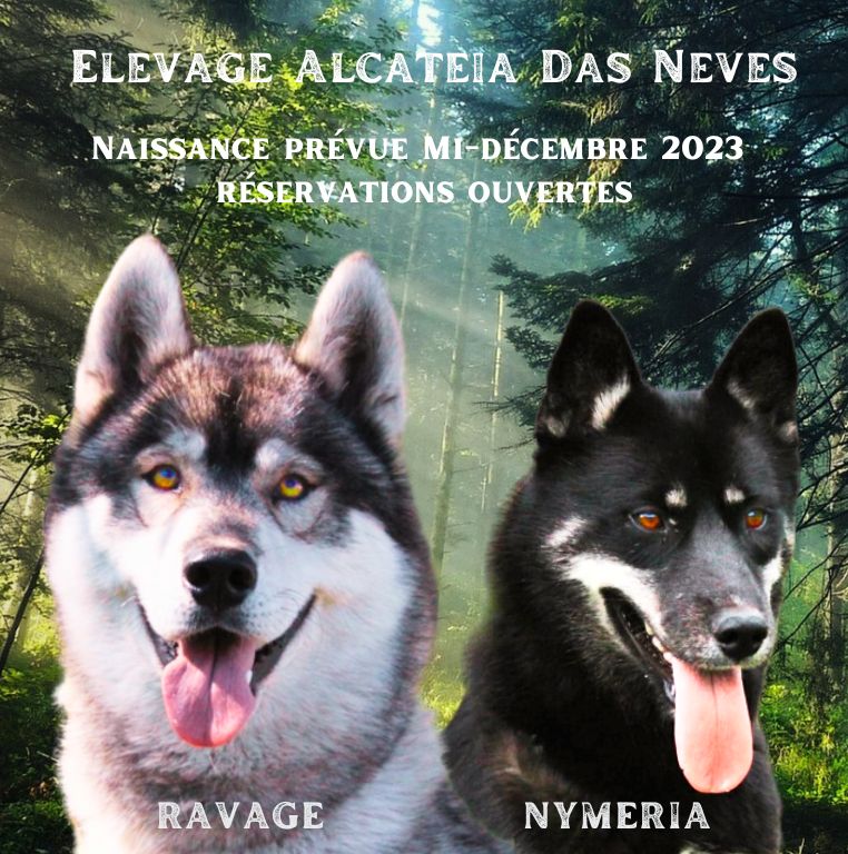 Alcateia Das Neves - Siberian Husky - Portée née le 19/12/2023