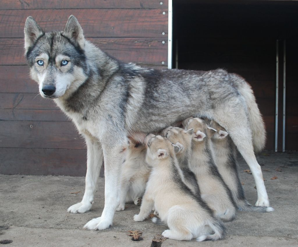 Alcateia Das Neves - Siberian Husky - Portée née le 09/10/2023