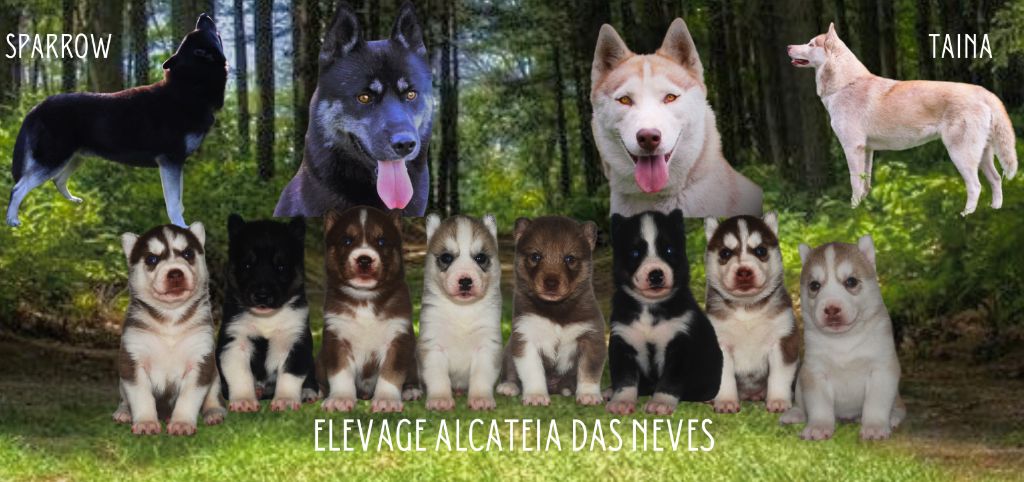 Alcateia Das Neves - Siberian Husky - Portée née le 02/10/2023