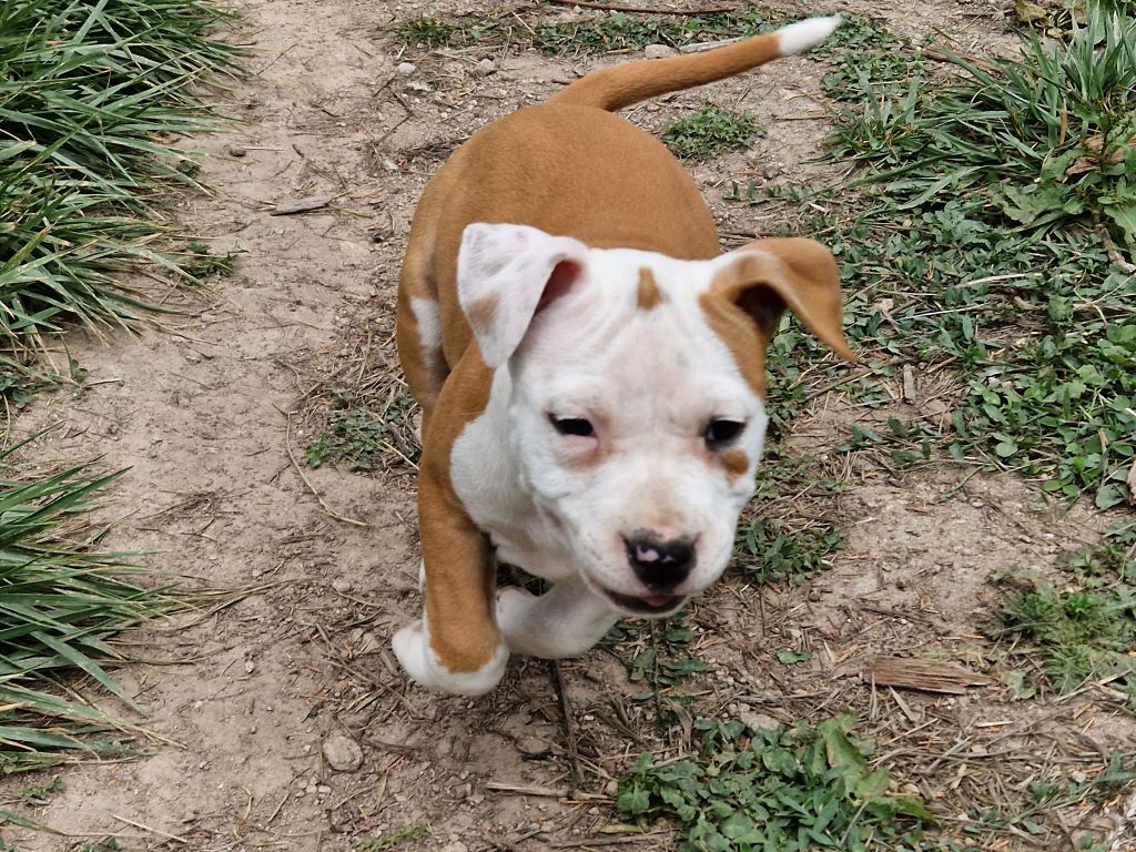 de la Vallée Des Ki Saout - Chiots disponibles - American Staffordshire Terrier