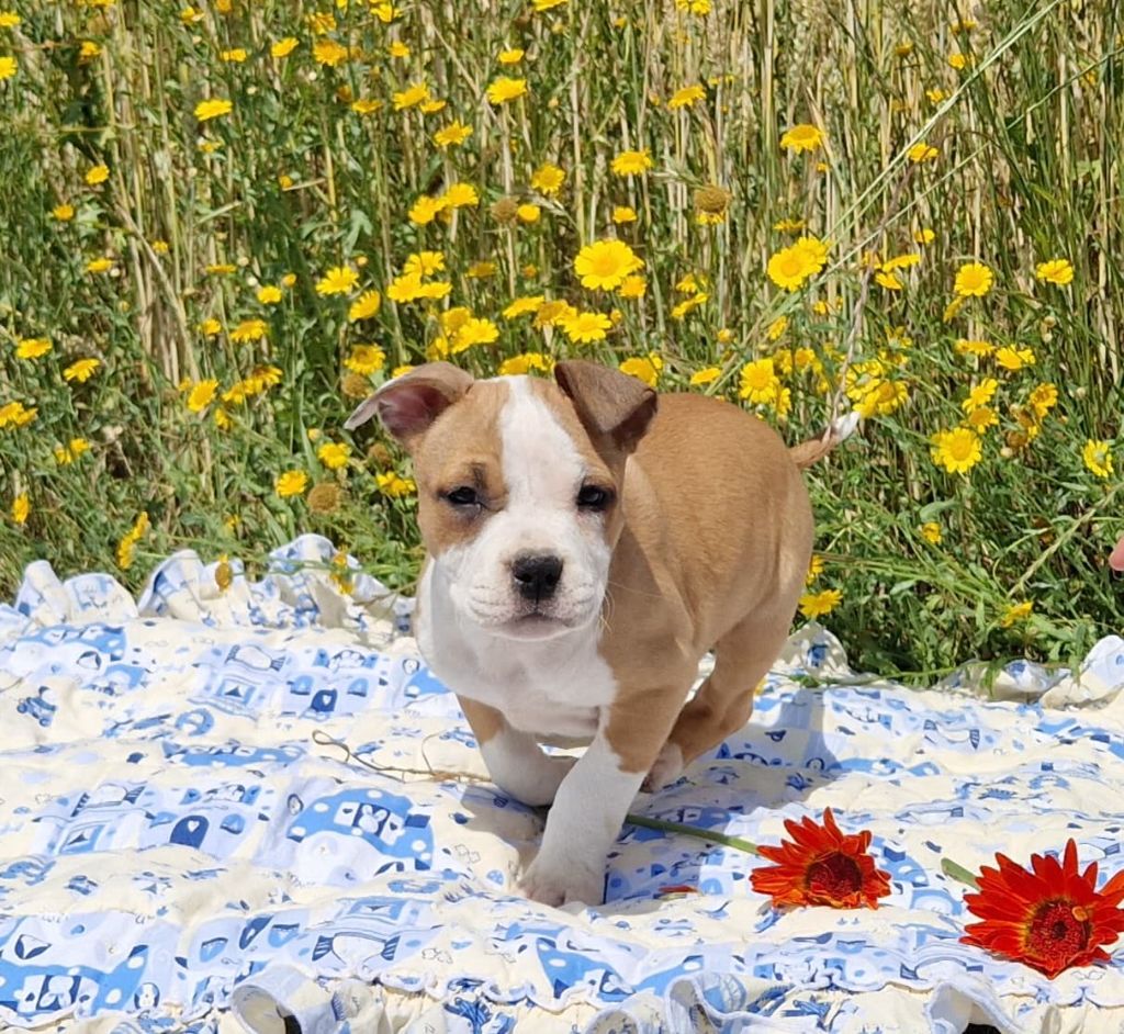 de la Vallée Des Ki Saout - Chiots disponibles - American Staffordshire Terrier