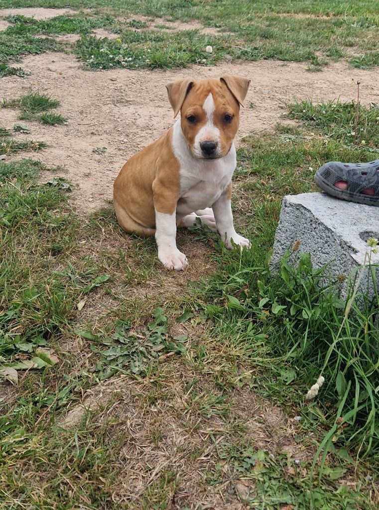 de la Vallée Des Ki Saout - Chiots disponibles - American Staffordshire Terrier