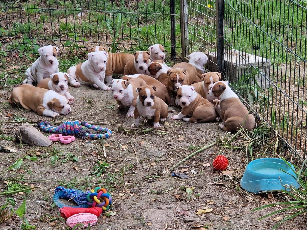 de la Vallée Des Ki Saout - American Staffordshire Terrier - Portée née le 18/04/2022