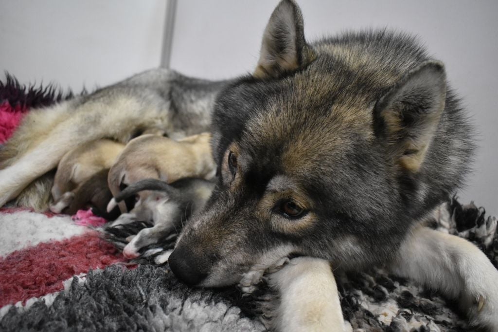 De La Vallée Des Loges - Siberian Husky - Portée née le 30/12/2023