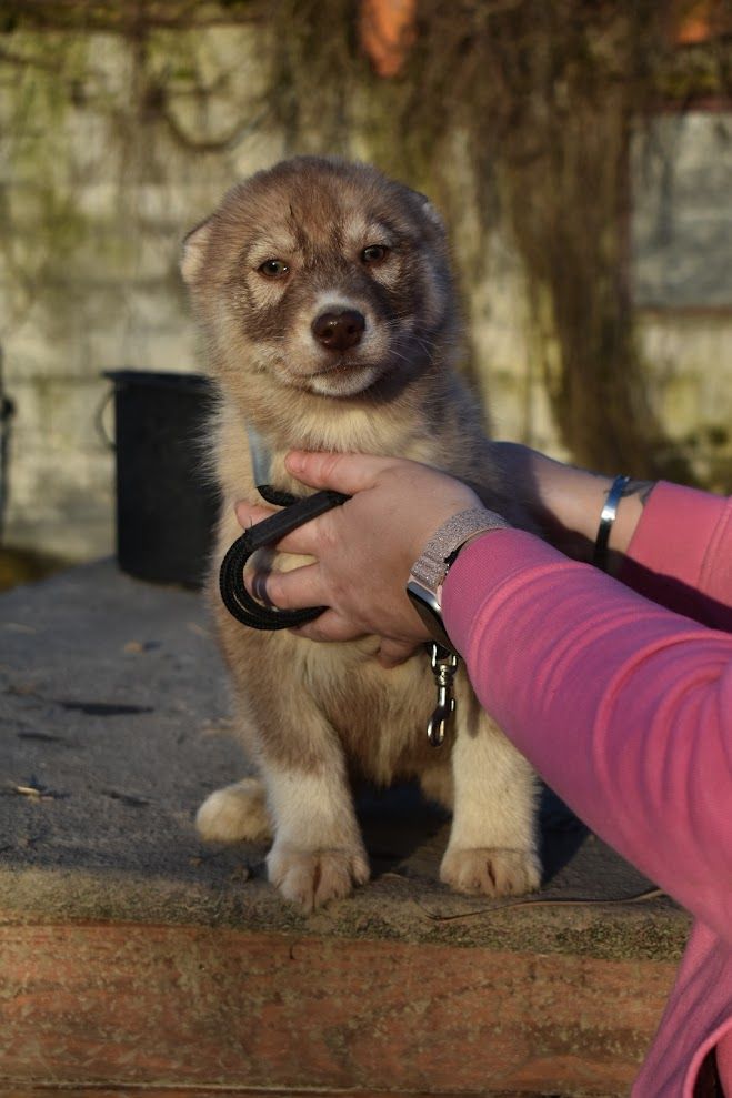 De La Vallée Des Loges - Chiots disponibles - Siberian Husky