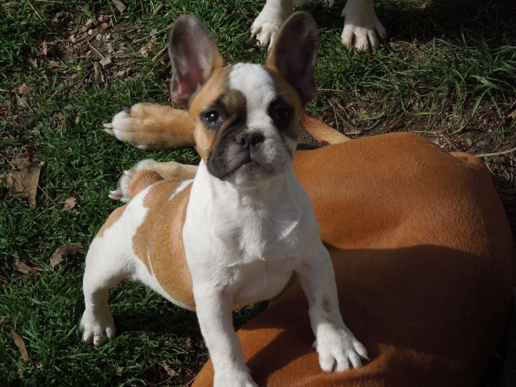 Des Sources Des Cévennes - Chiots disponibles - Bouledogue français