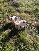 Chiot Bouledogue français Des Sources Des Cévennes