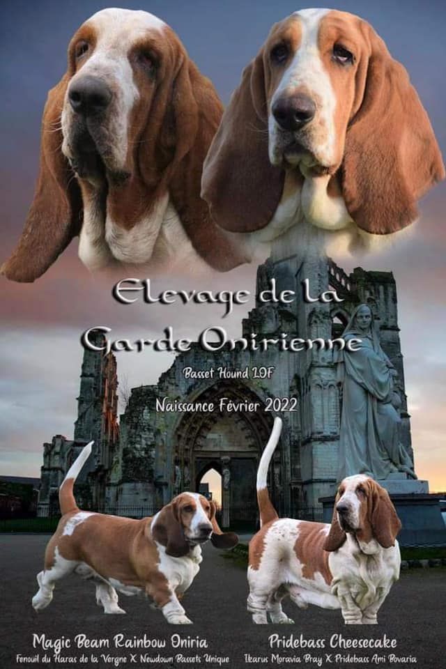 De La Garde Onirienne - Portée 2022 - Pridebass Cheesecake X Magic Beam Rainbow Oniria