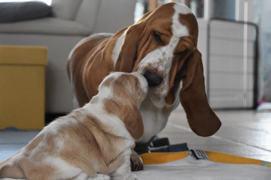 De La Garde Onirienne - Basset Hound - Portée née le 28/12/2020