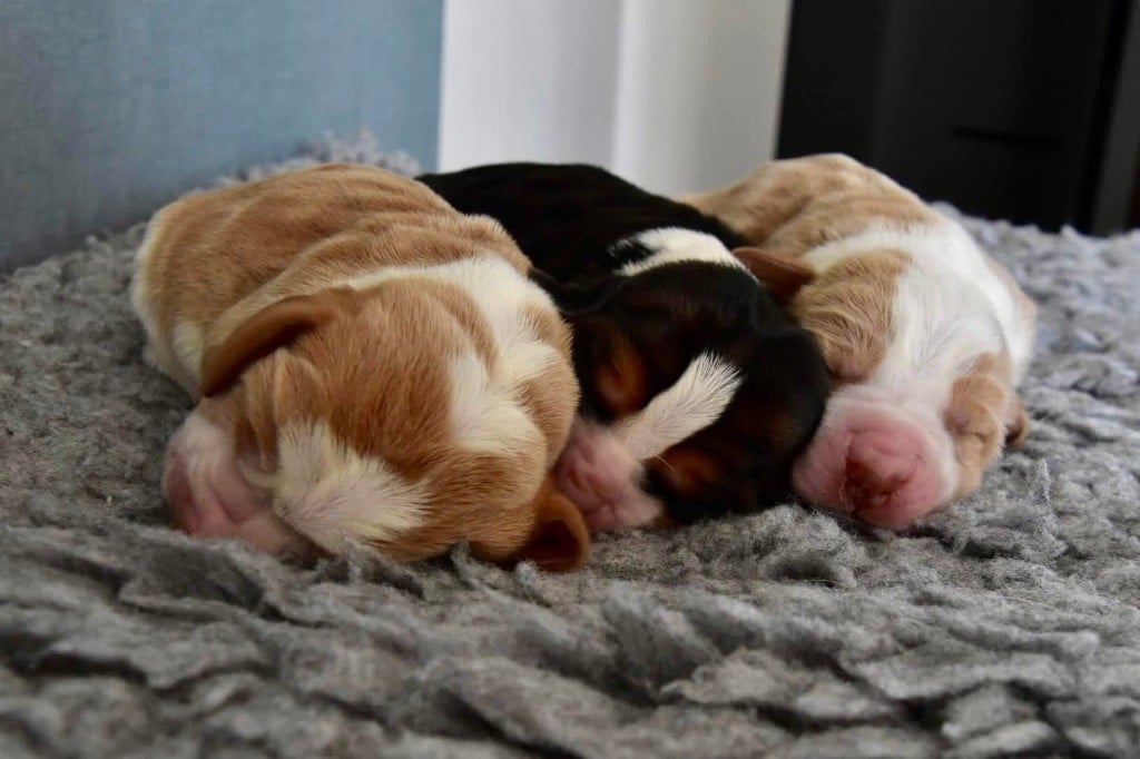 Chiot Basset Hound De La Garde Onirienne