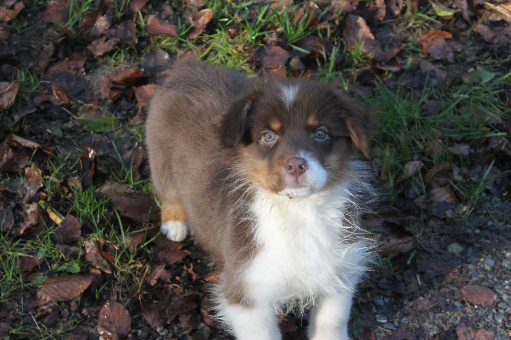 Fortuna Lovi - Chiots disponibles - Berger Australien