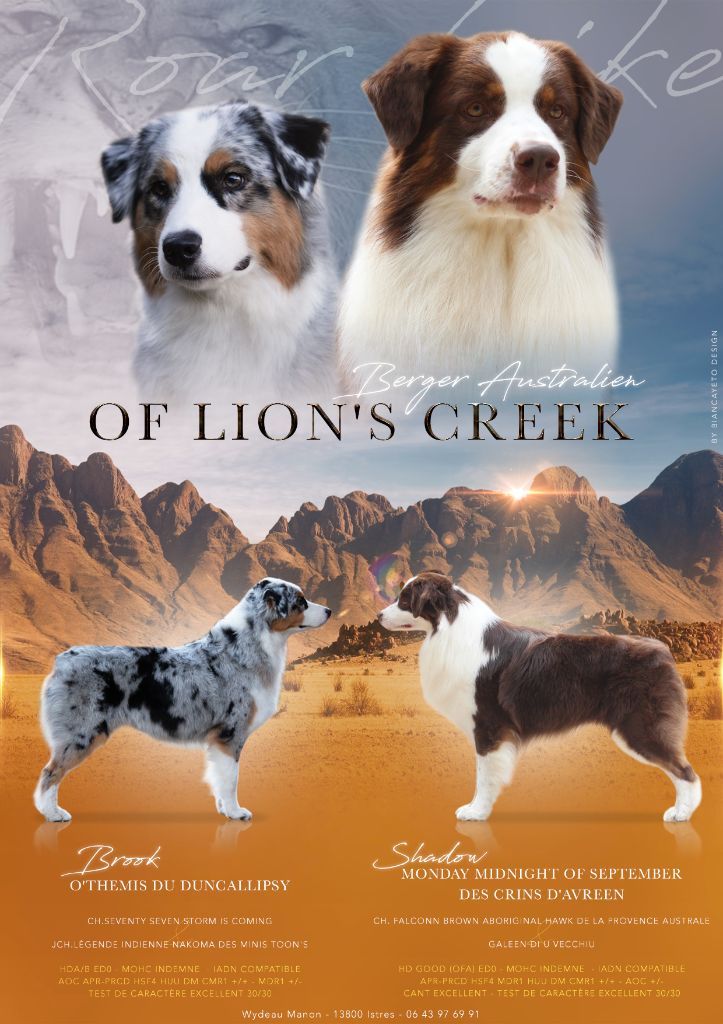 Chiot Berger Australien Of Lion’s Creek