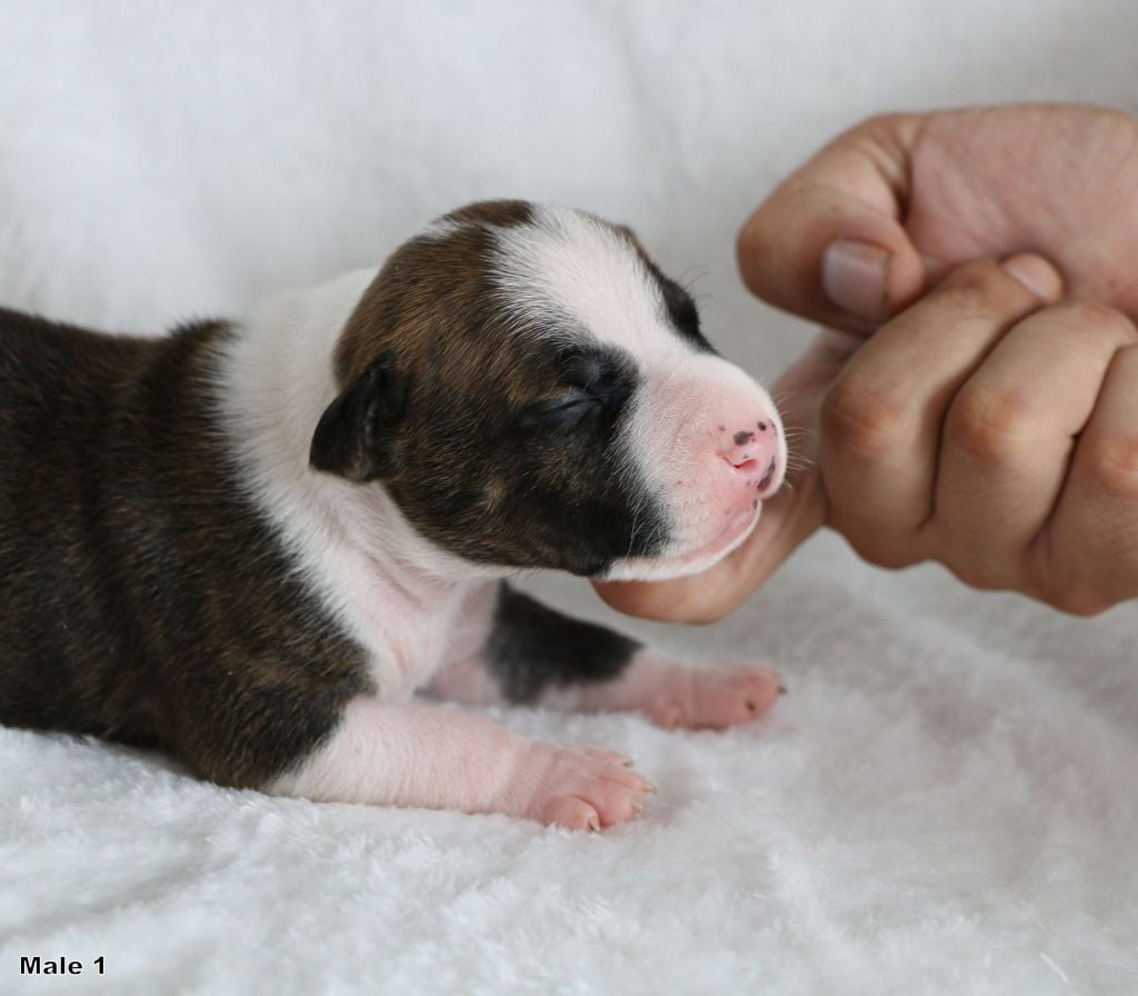 Notorious Ast - American Staffordshire Terrier - Portée née le 18/08/2020