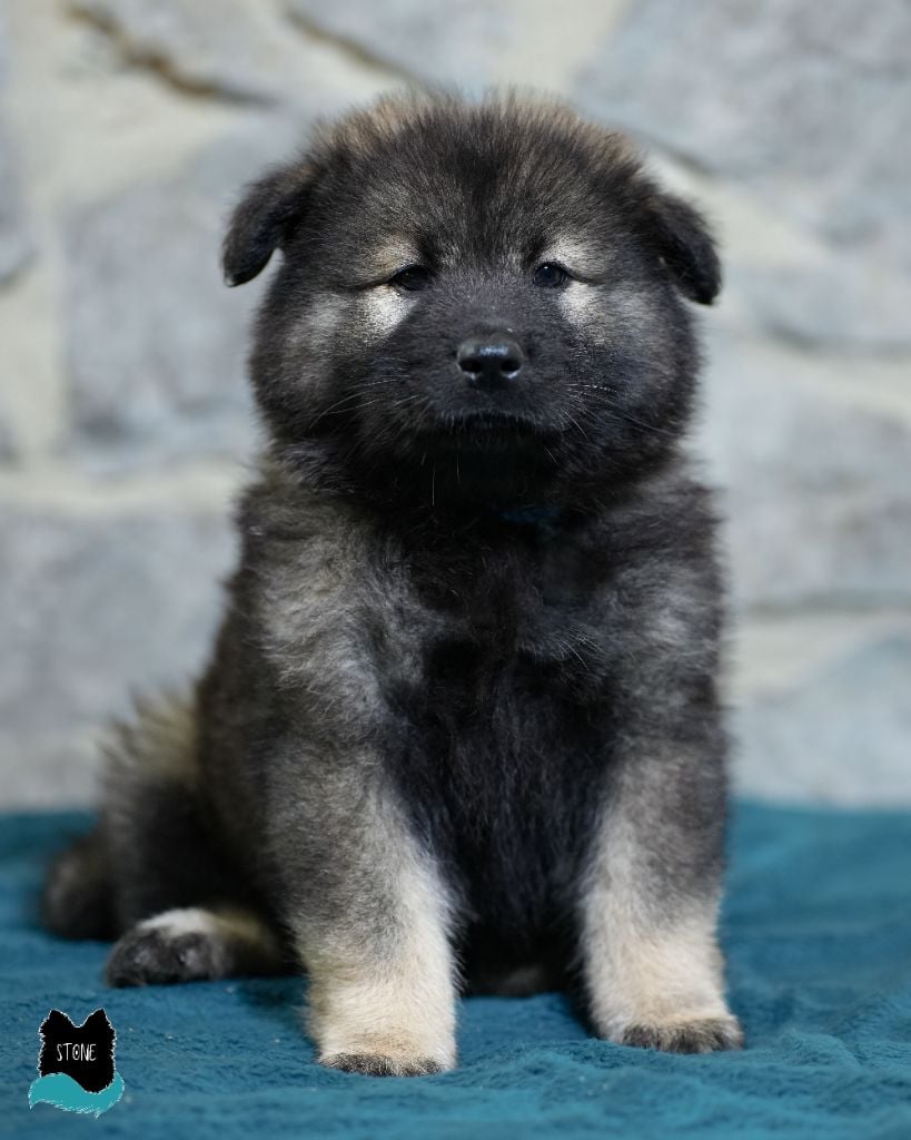 Des Semper Fi Loups - Chiots disponibles - Eurasier