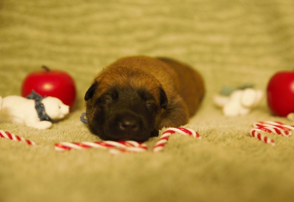 Des Gardiens Du Camp - Chiots disponibles - Berger Belge