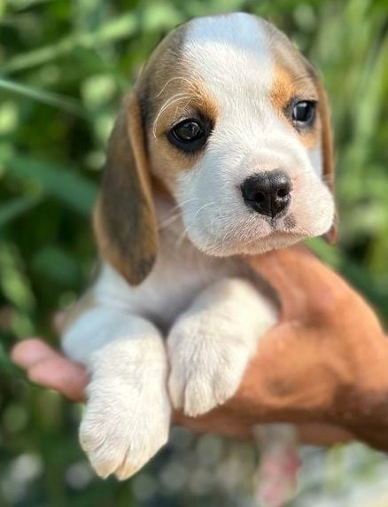 De La Vallée Des Bleuets - Chiots disponibles - Beagle