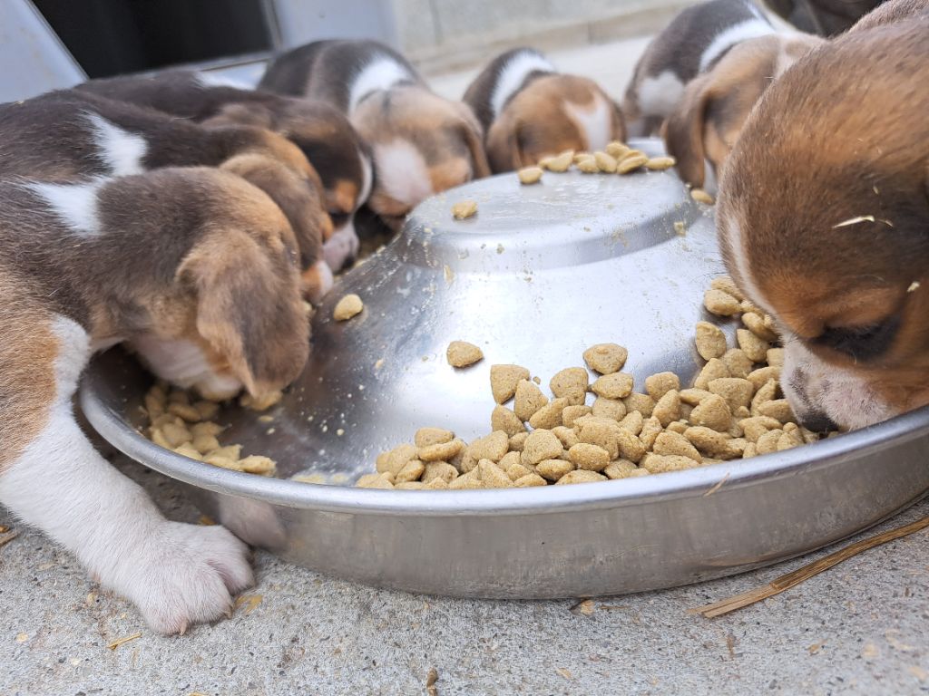 Chiot Beagle De La Vallée Des Bleuets