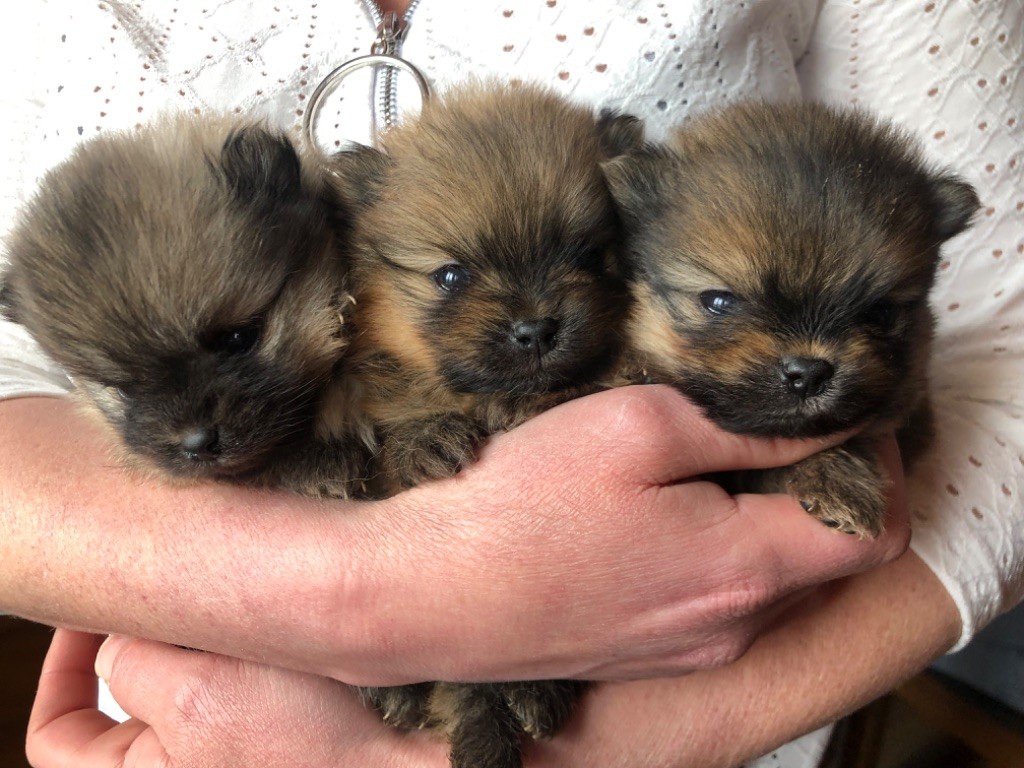 Chiot Spitz allemand Des Ravières Du Couchant