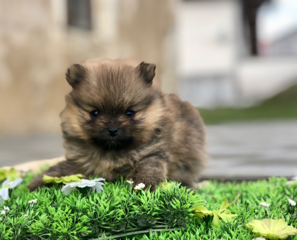 Des Ravières Du Couchant - Chiots disponibles - Spitz allemand