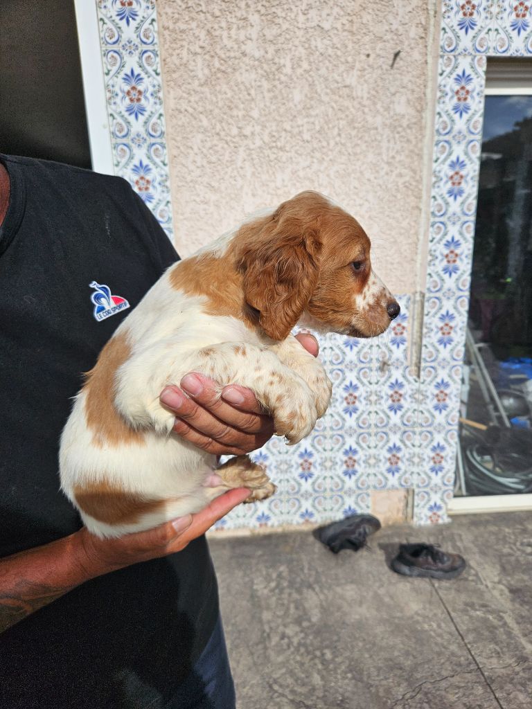 Des Plateaux De Layabaner - Chiots disponibles - Epagneul Breton