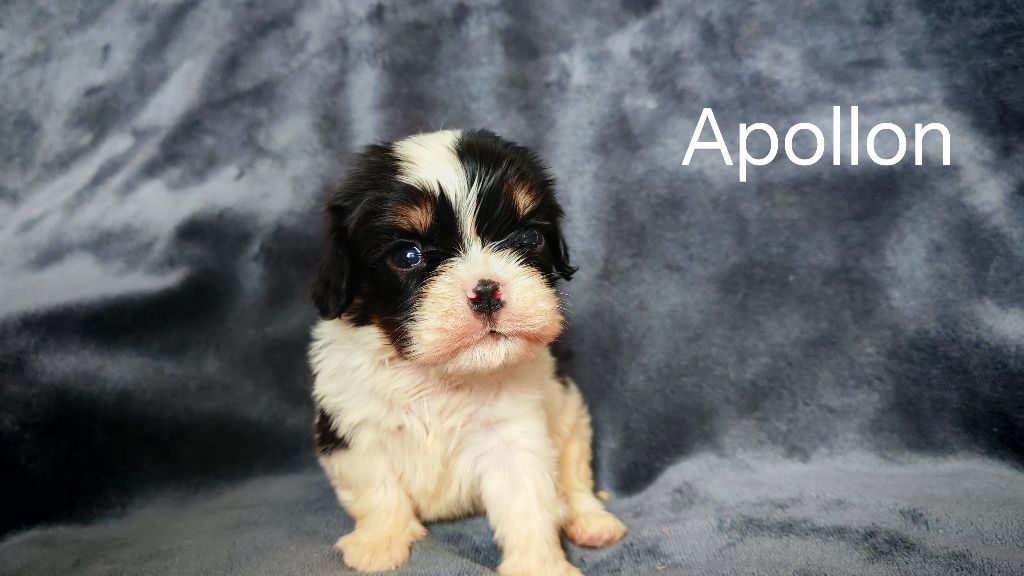 du Domaine des Airaudes - Chiots disponibles - Cavalier King Charles Spaniel