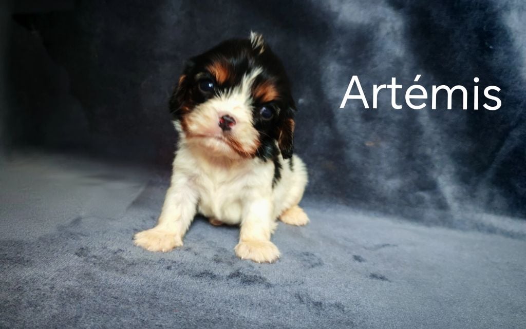 du Domaine des Airaudes - Chiots disponibles - Cavalier King Charles Spaniel