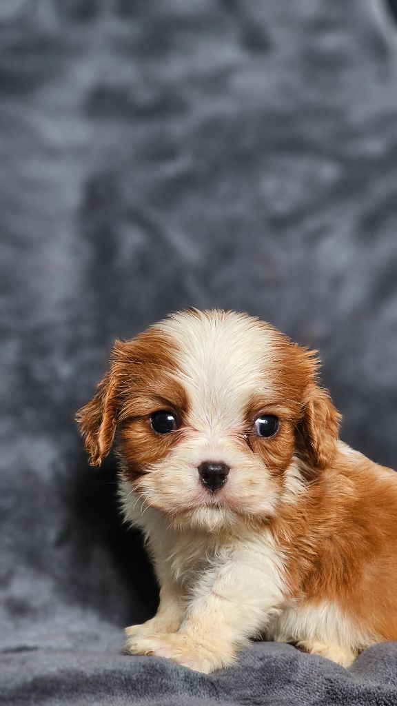 du Domaine des Airaudes - Chiots disponibles - Cavalier King Charles Spaniel