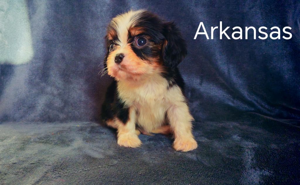 du Domaine des Airaudes - Chiots disponibles - Cavalier King Charles Spaniel