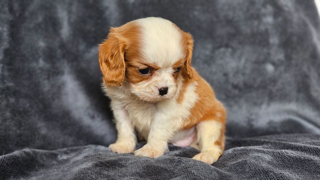 du Domaine des Airaudes - Chiots disponibles - Cavalier King Charles Spaniel