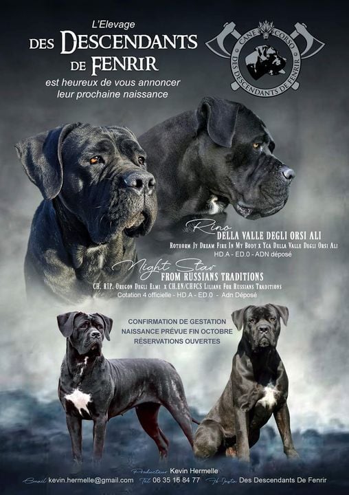 Des Descendants De Fenrir - Cane Corso - Portée née le 02/11/2021