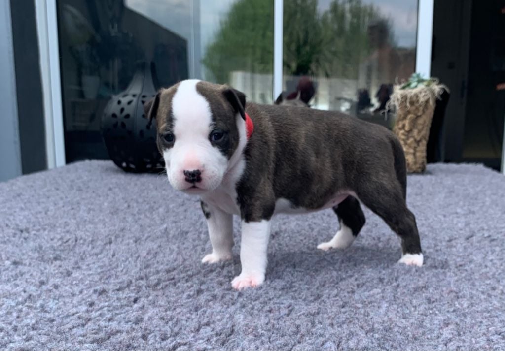 United Ast - Chiots disponibles - American Staffordshire Terrier