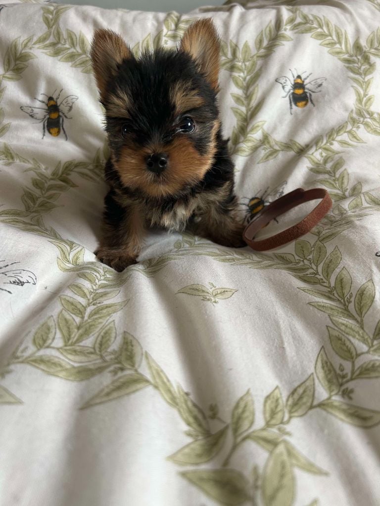 Gabéric's - Yorkshire Terrier - Portée née le 17/09/2024