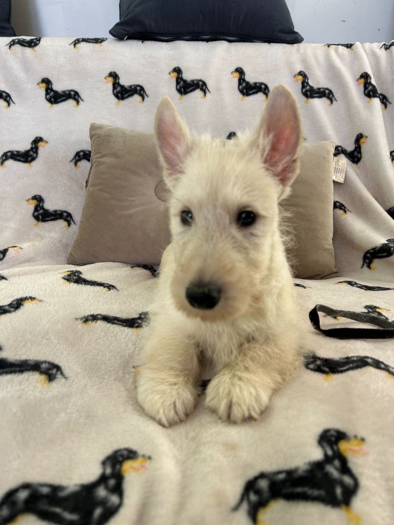 Gabéric's - Chiots disponibles - Scottish Terrier