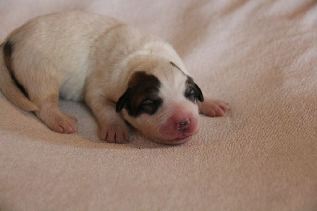 de l'ours perlé - Chiots disponibles - Chien de Montagne des Pyrenees