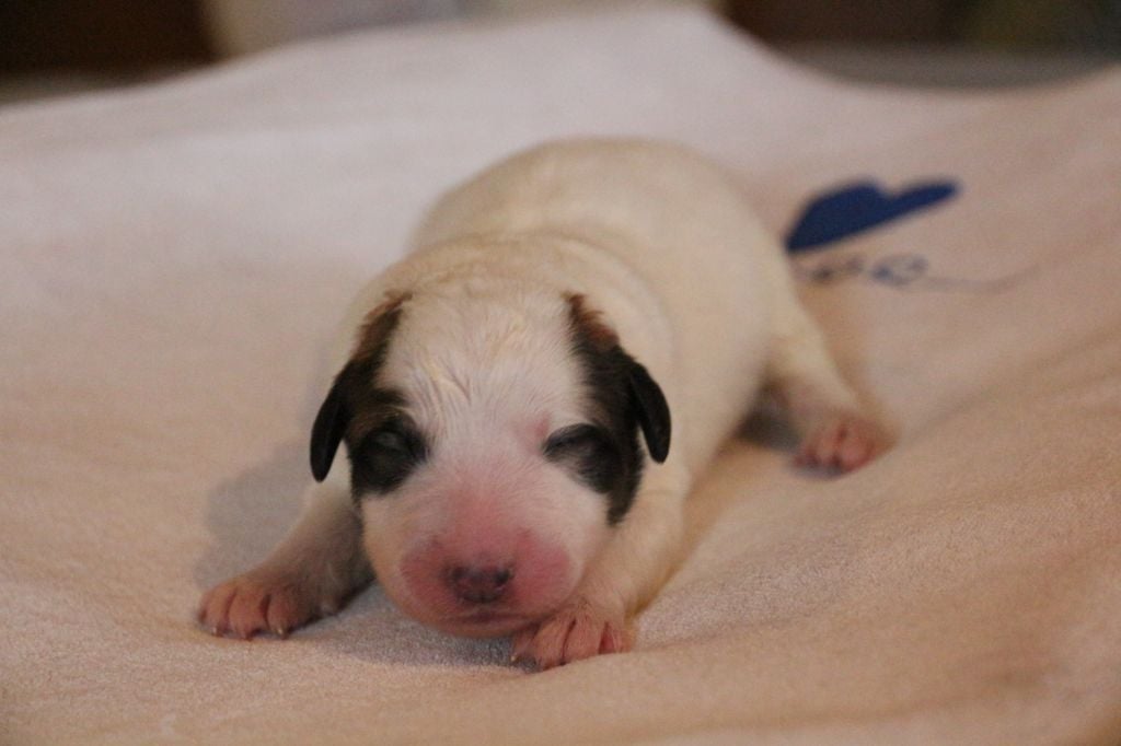 de l'ours perlé - Chiots disponibles - Chien de Montagne des Pyrenees