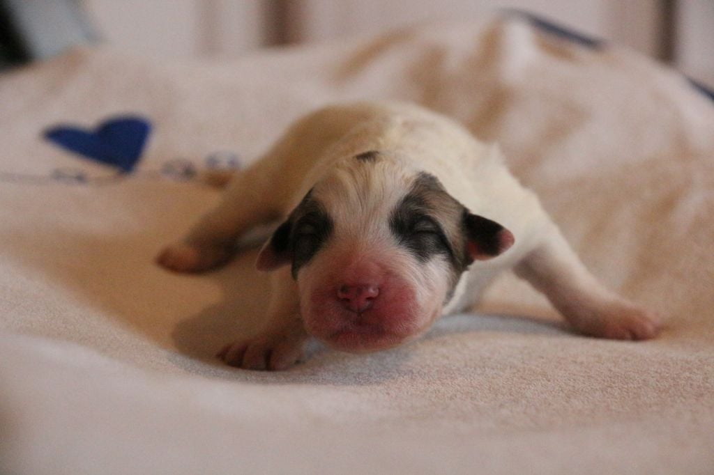 de l'ours perlé - Chiots disponibles - Chien de Montagne des Pyrenees