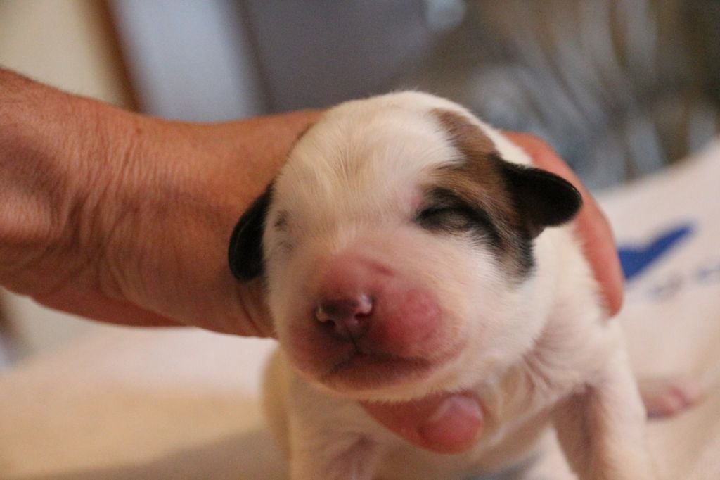 de l'ours perlé - Chiots disponibles - Chien de Montagne des Pyrenees