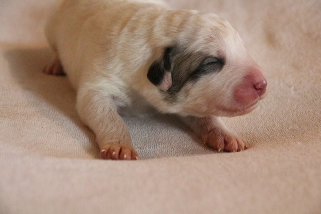 de l'ours perlé - Chiots disponibles - Chien de Montagne des Pyrenees