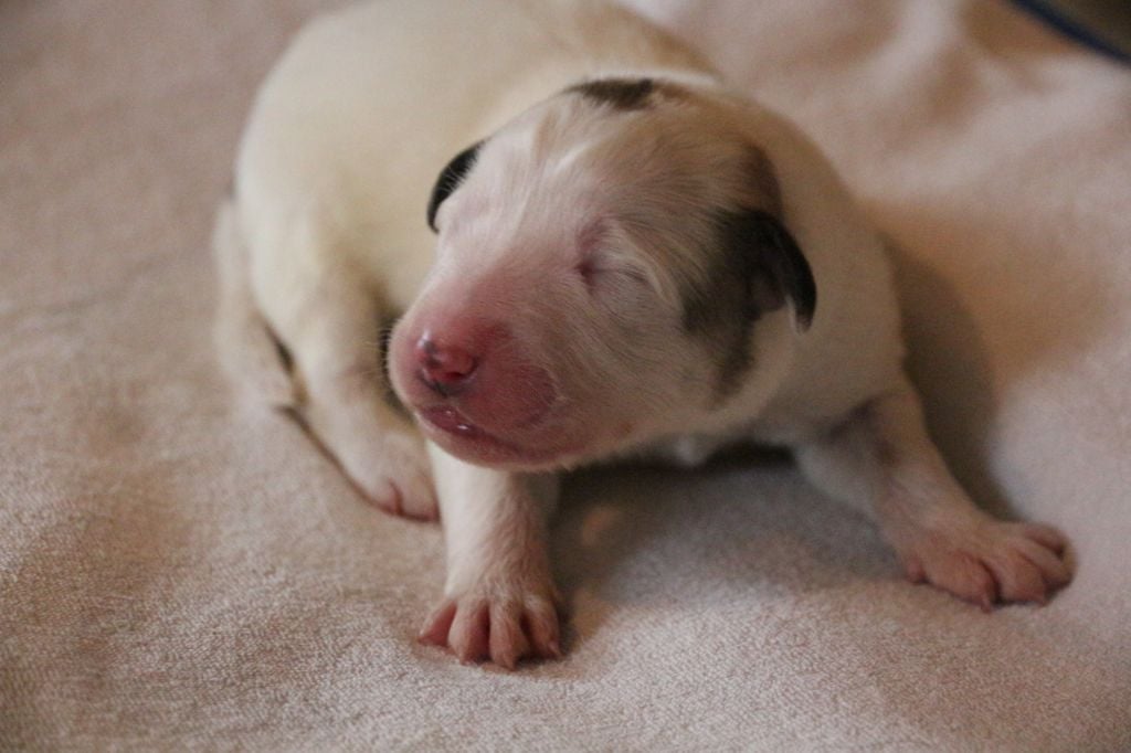 de l'ours perlé - Chiots disponibles - Chien de Montagne des Pyrenees