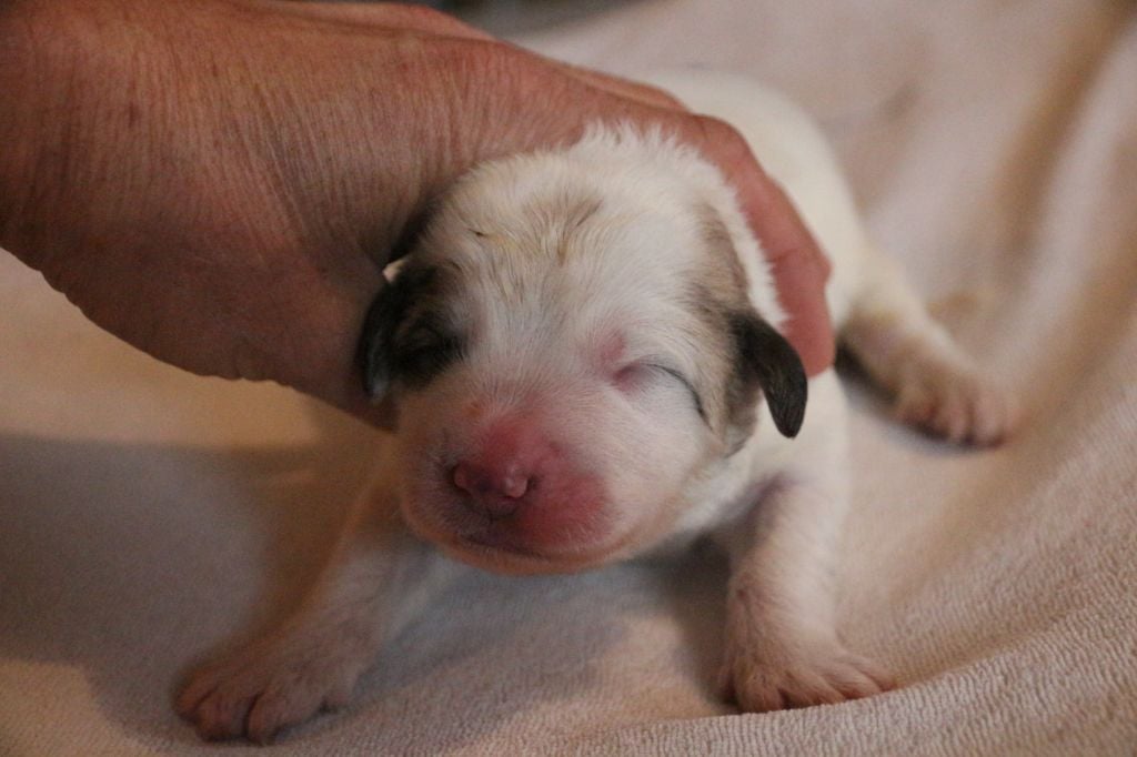 de l'ours perlé - Chiots disponibles - Chien de Montagne des Pyrenees