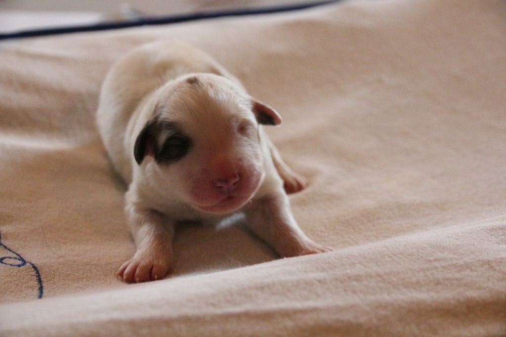 de l'ours perlé - Chiots disponibles - Chien de Montagne des Pyrenees