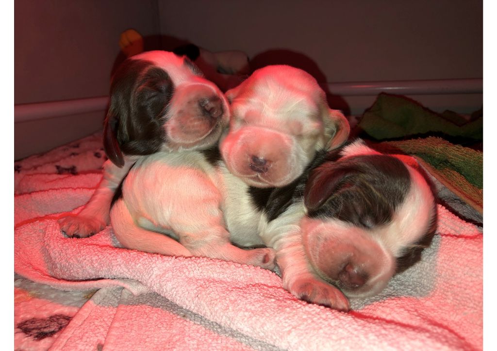 Chiot Cocker Spaniel Anglais Du Clos De Jollieton