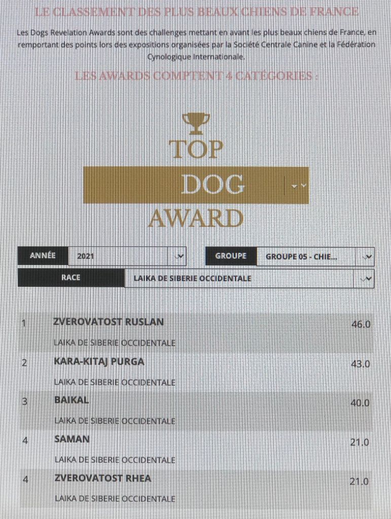 Zverovatost - Classement des plus beaux laika de siberie occidentale de France 2021