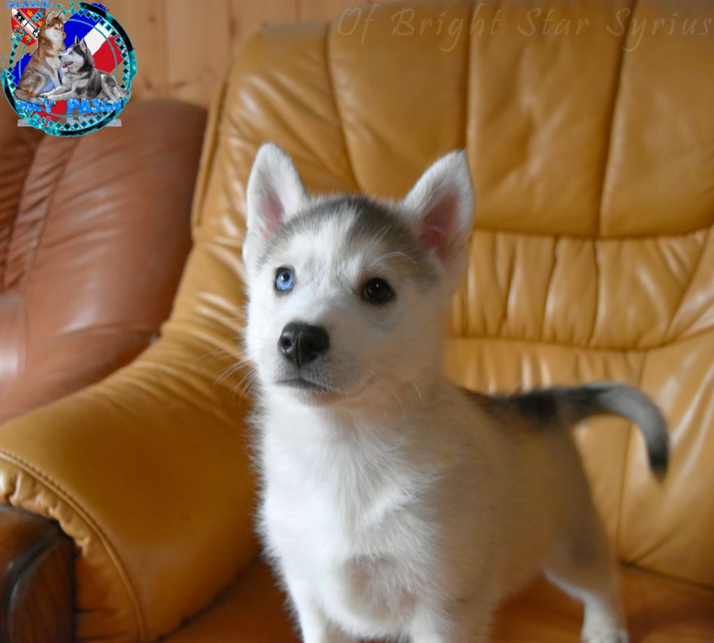 of Bright Star Syrius - Siberian Husky - Portée née le 10/10/2022